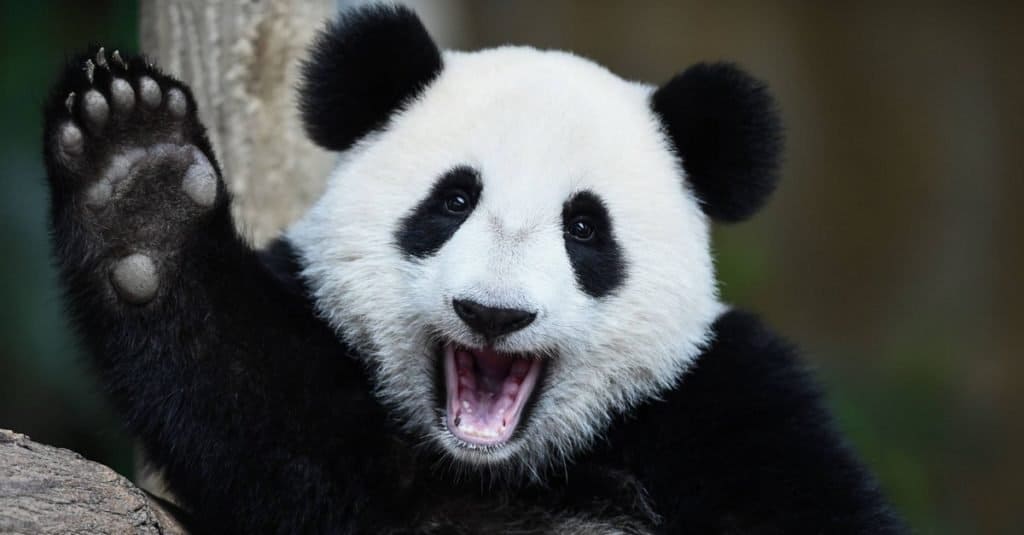 Fluffiest Animals: Giant Panda