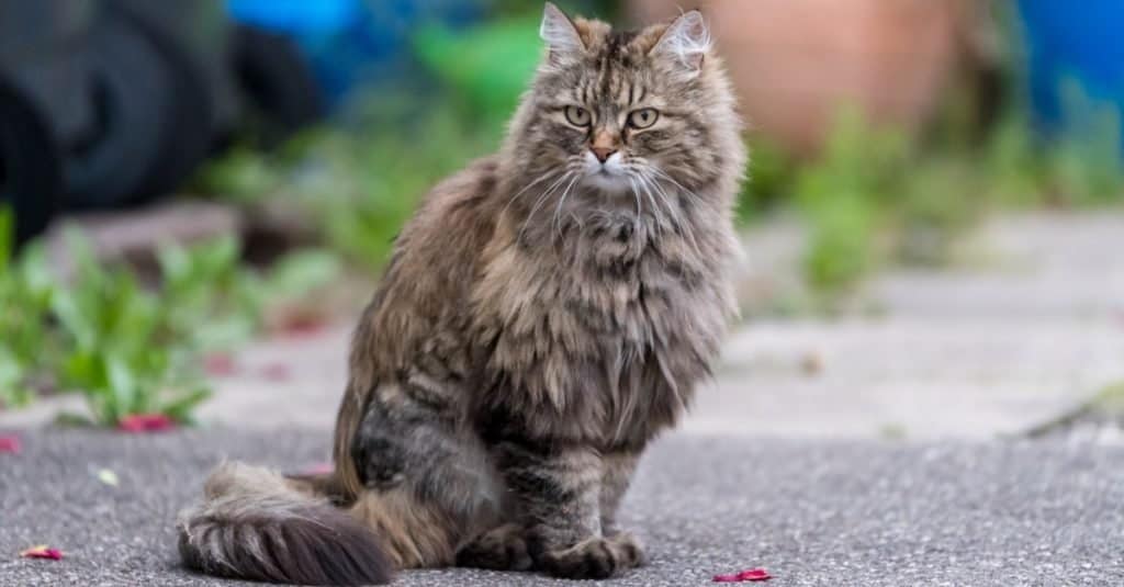 Fluffiest Animals: Ragamuffin Cat