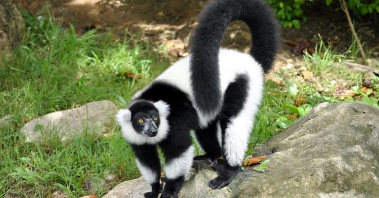 Fluffiest Animals: Ruffed Lemur