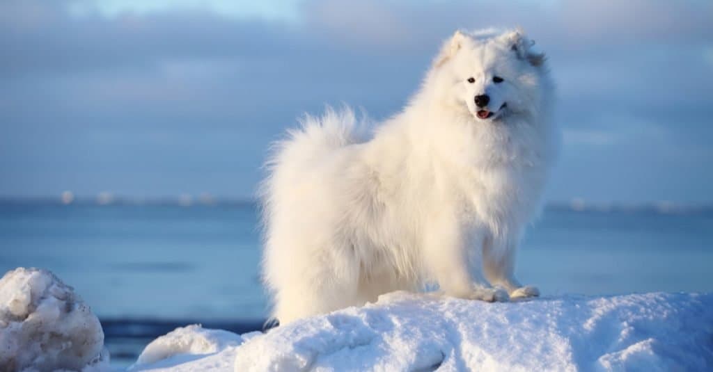 Fluffiest Animals: Samoyed