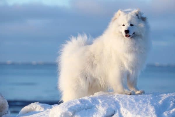 A white Samoyed on the winter beach in the snow in the north Arctic. In the old days, Samoyeds were the working partners of the Samoyedic people of Siberia who survived by herding and breeding domestic reindeer.