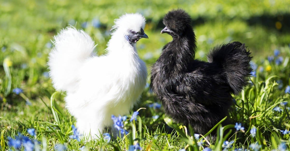 Fluffiest Animals  Silkie Chicken 