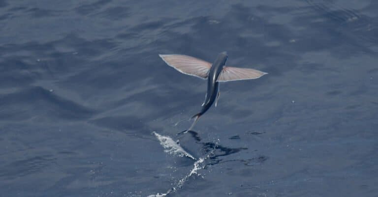 Animals that fly – flying fish