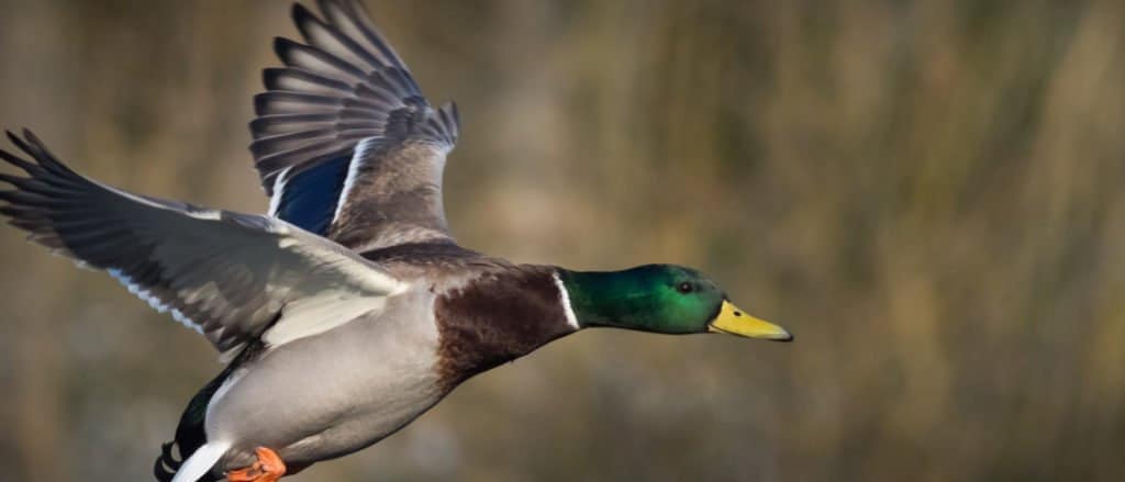 Mallard in flight