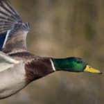 Mallard