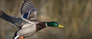 Mallard in flight