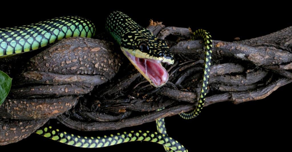 https://a-z-animals.com/media/2021/07/Flying-Snake-1024x535.jpg