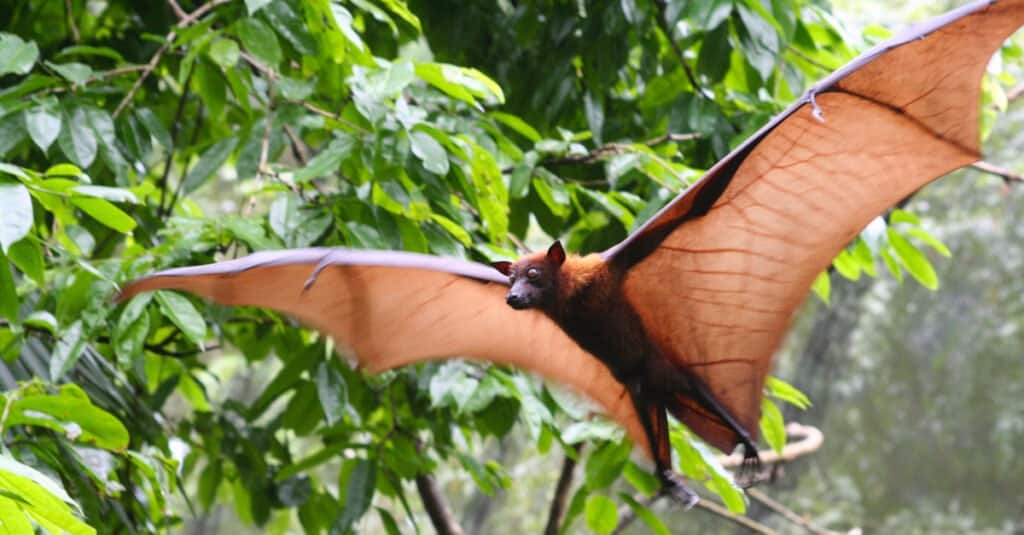 9 Animals That Fly (That Aren't Birds!) - A-Z Animals