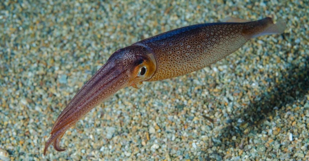 Animals that fly – flying squid