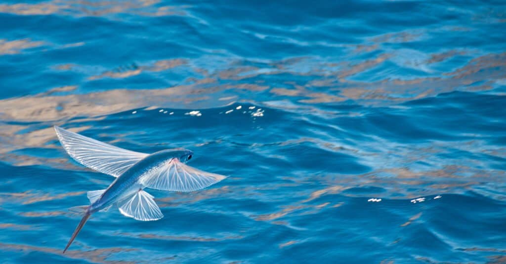 One of the fastest fish, a Four-winged flying fish, one of the world's fastest fish