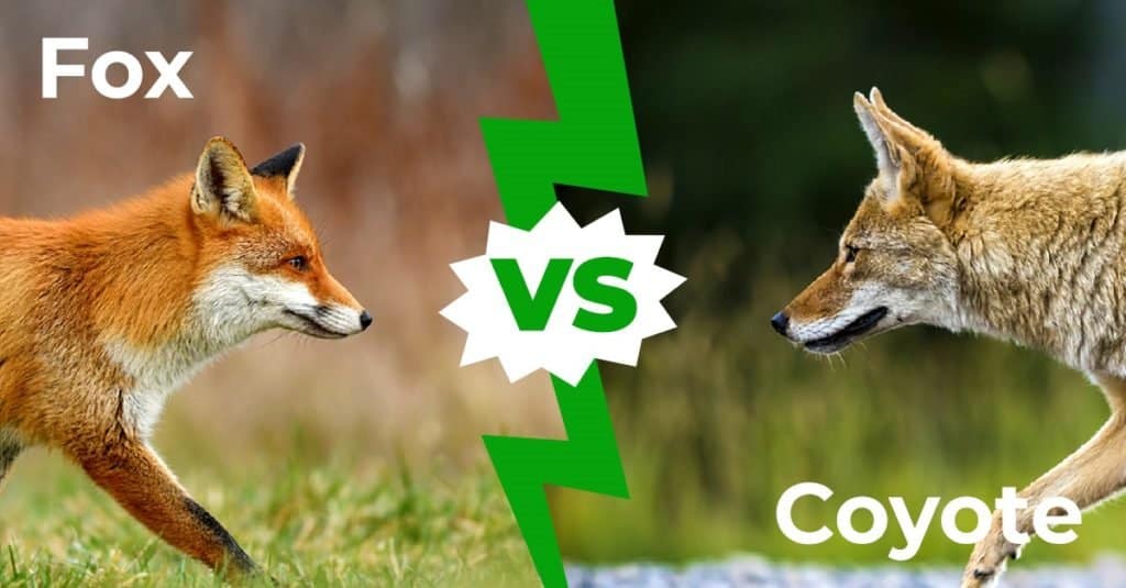 Fox vs Coyote