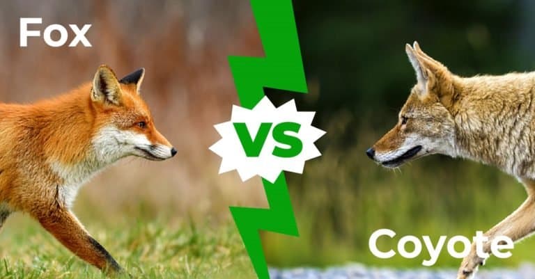 Fox vs Coyote