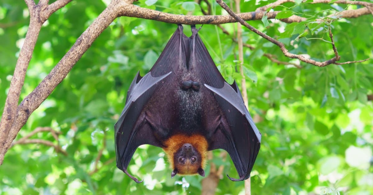 male fruit bat