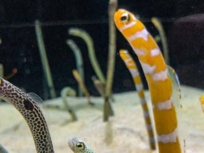 A Garden Eel