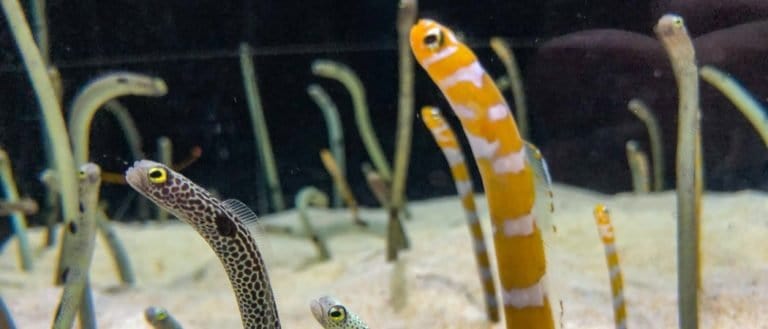 Garden eel in Seul Aquarium