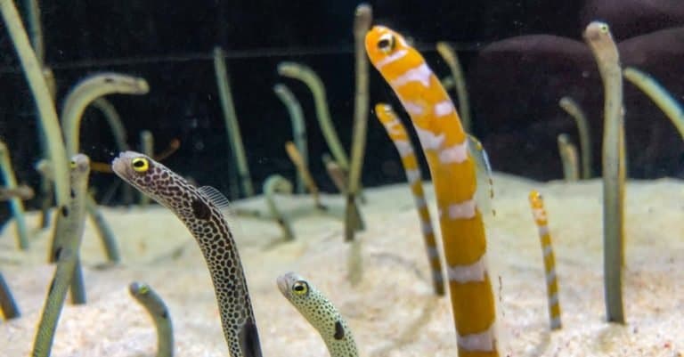 Garden eel in Seul Aquarium