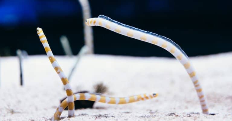 Splendid garden eels moving out of the sand.