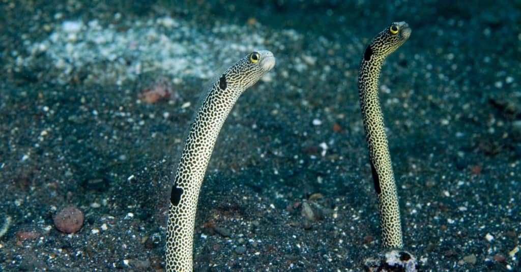 Garden Eel, Gorgasia sillneri, in a gravel sea-bed