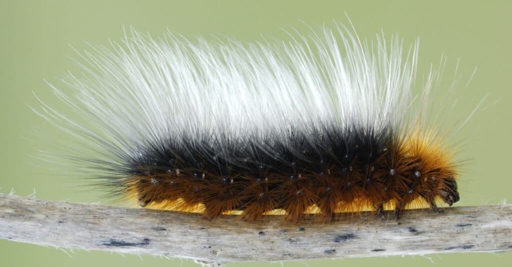 Garden tiger moth caterpillar