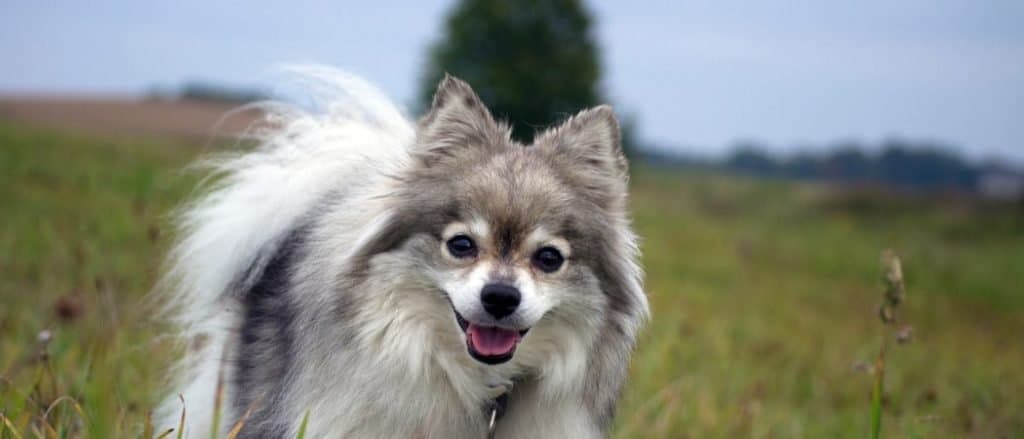 German Spitz close-up