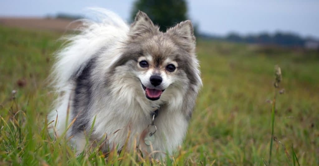 German Spitz playing in a field.