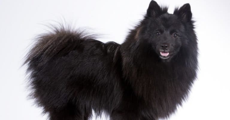 German Spitz isolated on a white background.