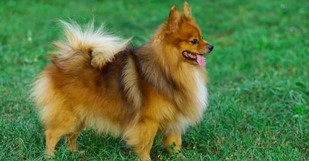 Beautiful German Spitz in the park on a background of green grass.