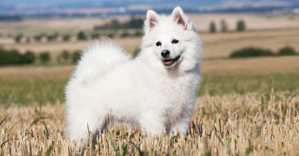 German Spitz Dog Breed Complete Guide Az Animals