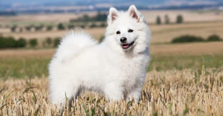 German Spitz playing outside in a wheat field.