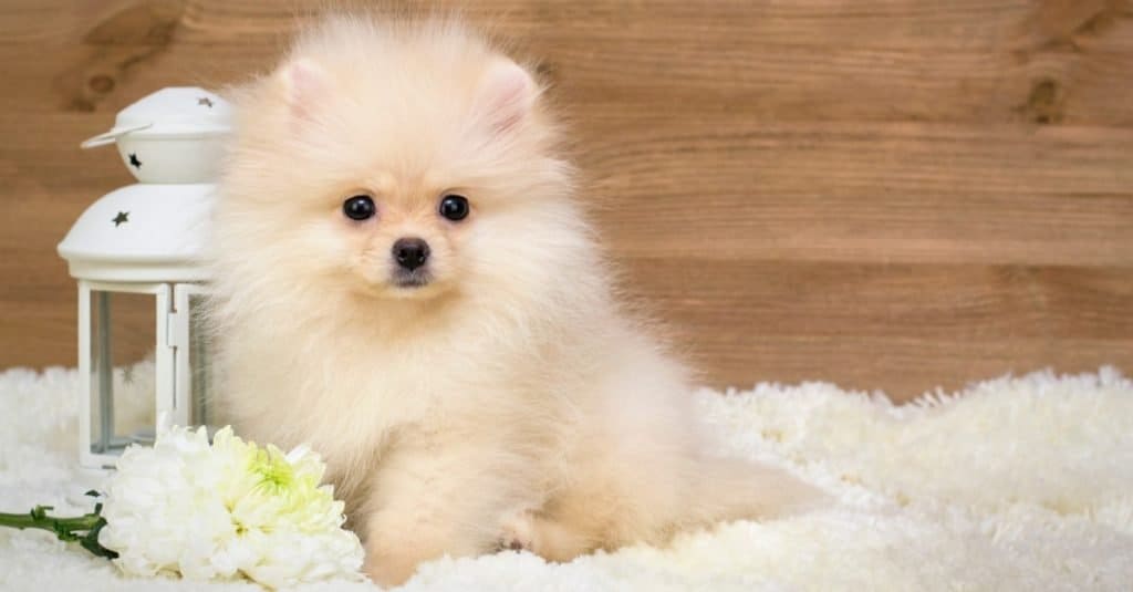 German Spitz puppy lying on a rug.