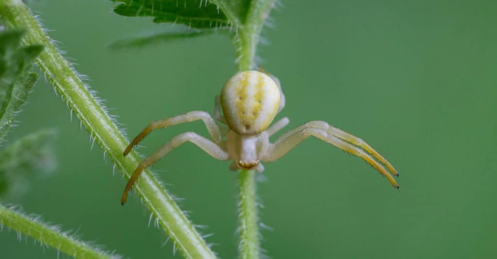 Goldenrod Crab Spider