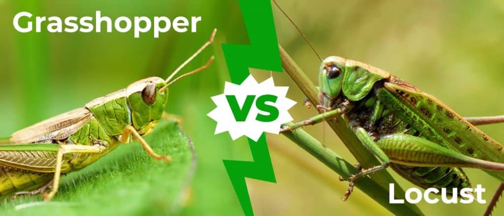 Grasshopper vs Locust