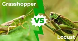 Grasshopper vs Locust: 6 Major Differences That Set Them Apart photo