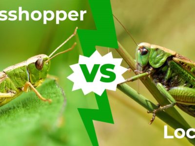 A Grasshopper vs Locust: 6 Major Differences That Set Them Apart