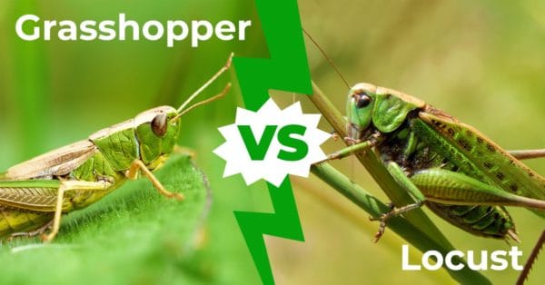 Grasshopper vs Locust: 6 Major Differences That Set Them Apart - A-Z ...