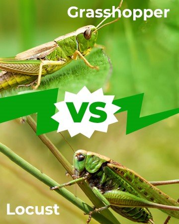 Grasshopper vs Locust