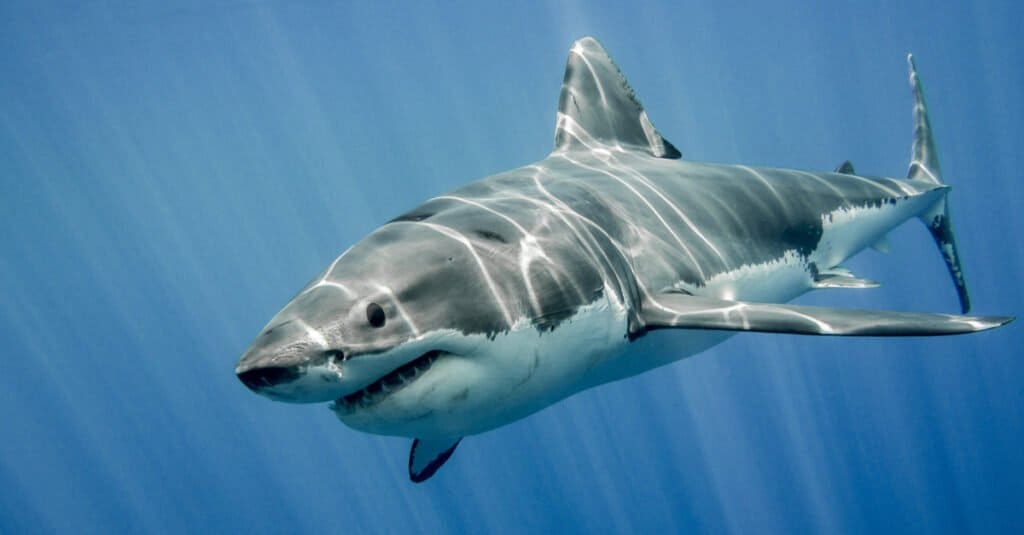 the great white shark is the one of the fastest sharks in the world, reaching 34mph