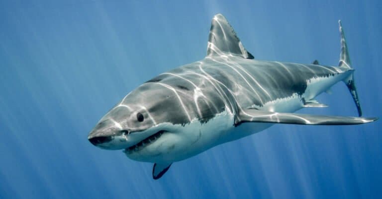 Strongest animal bite – great white shark