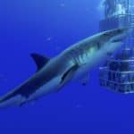 A great white shark swims around a diving cage. The great white shark is one of more than 450 shark species and is the largest of all predatory sharks in the ocean today.