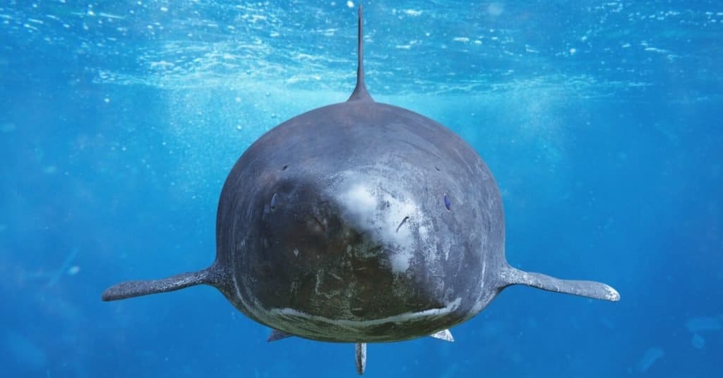 Greenland shark encounter, Somniosus microcephalus, deep sea shark species