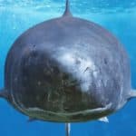 Greenland shark