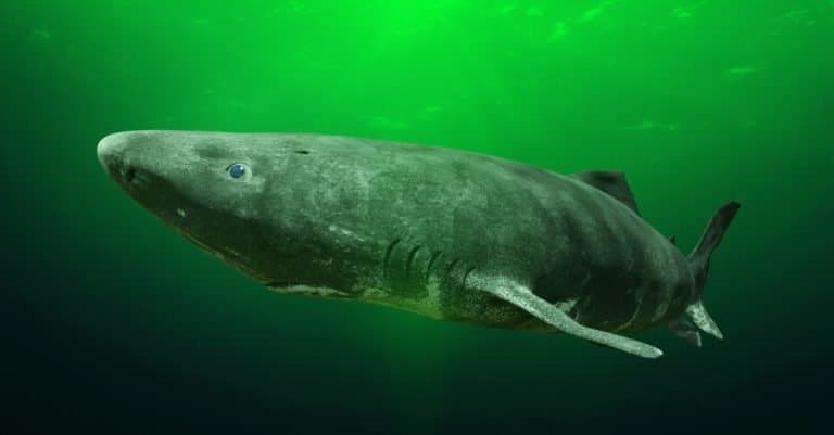 Greenland shark near the ocean ground, Somniosus microcephalus - shark with the longest known lifespan of all vertebrate species.