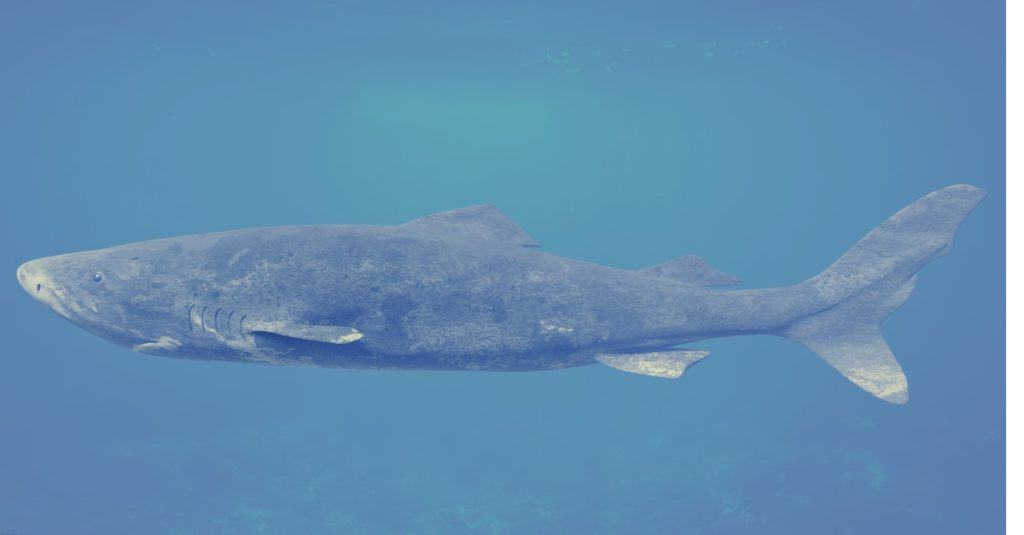 Greenland shark, Somniosus microcephalus, shark with the longest known lifespan of all vertebrate species.