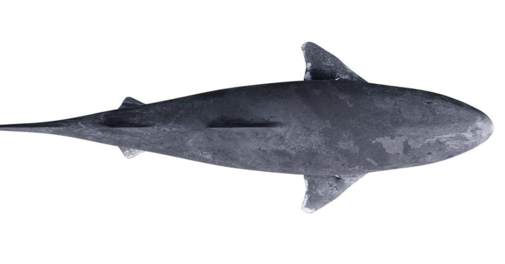 Greenland shark isolated on white background, Somniosus microcephalus top view