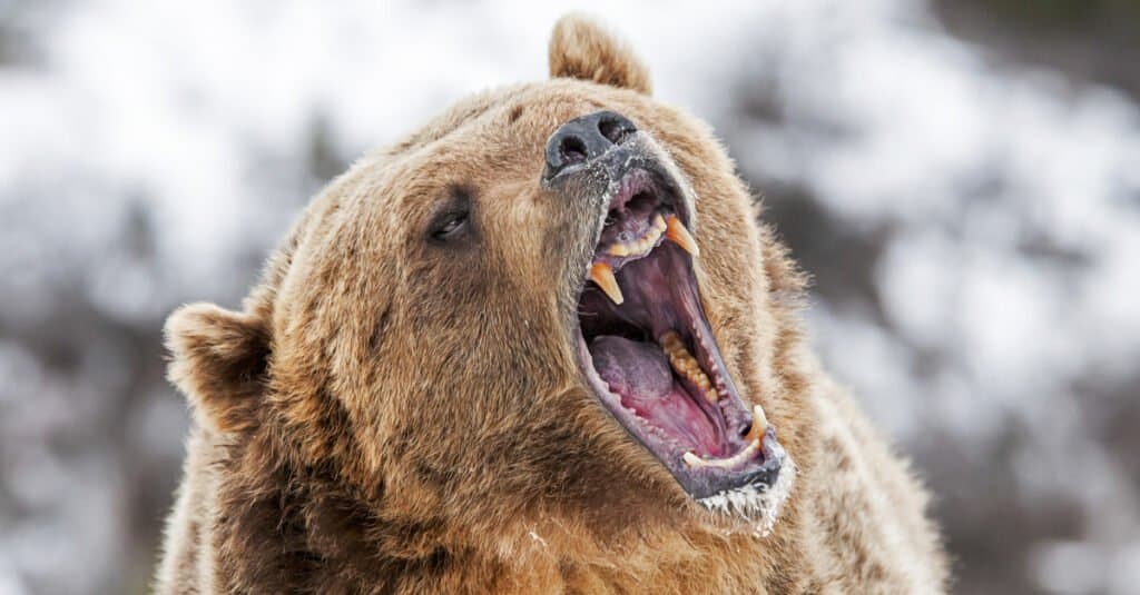 Strongest animal bite – Grizzly bear