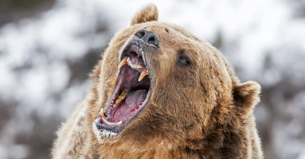 grizzly bear