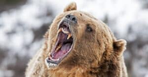 Scared Grizzly Runs Straight at Man in Alaskan National Park Picture