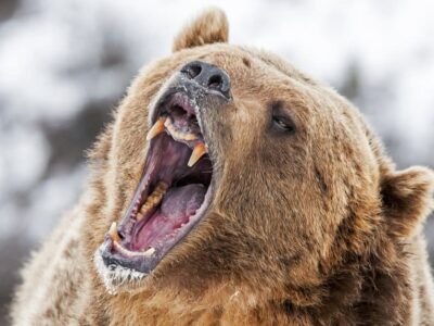 A Wedding Party Witnesses a Giant Grizzly Bear Attack a Moose and Stops the Ceremony