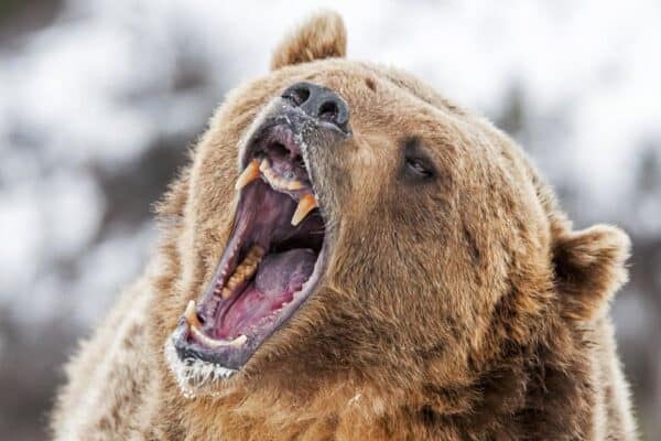 Grizzly bears feast on everything from salmon and trout to large animals such as moose and elk.