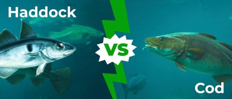 Haddock vs Cod